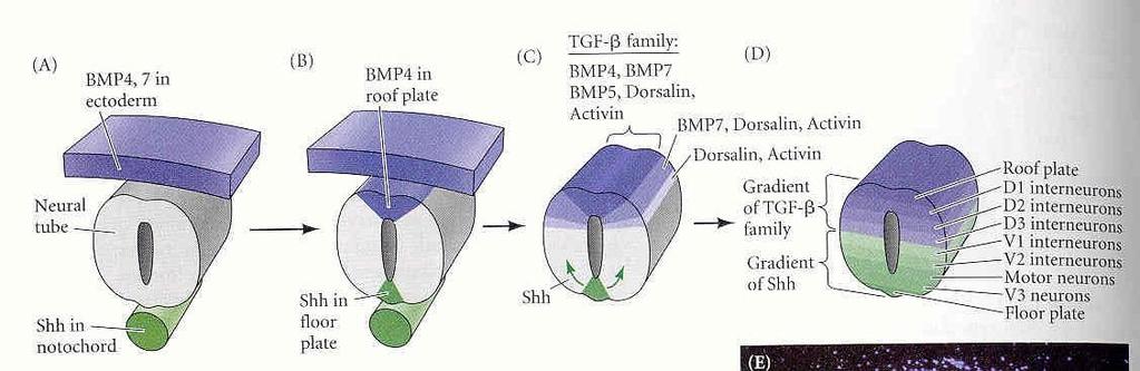 Διαφοροποίηση νευρικών κυττάρων του Νωτιαίου Μυελού (ΝΜ) Εντός του νευρικού σωλήνα: Η χημική κλίση κοιλιακά με μεγάλη συγκέντρωση Shh από τη νωτιαία χορδή και ραχιαία