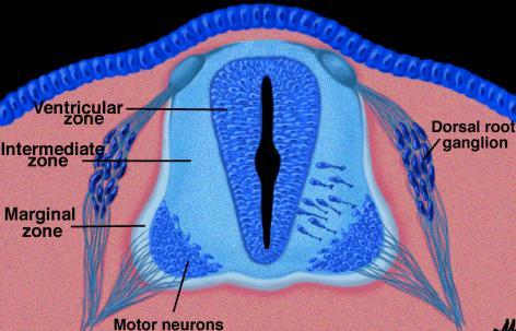 Ανάπτυξη ΠΝΣ Βασικό πέταλο νευρικού σωλήνα: Κινητικοί νευρώνες του ΚΝΣ