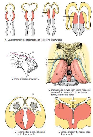 Ανάπτυξη του διεγκεφάλου από το μέσο τμήμα του προσεγκεφαλικού κυστιδίου προέρχονται οι διεγκεφαλικοί σχηματισμοί: υποθάλαμος