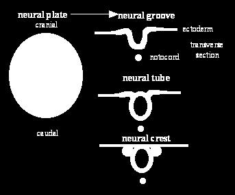 Η τρίτη εβδομάδα (νευριδίωση) Τα άκρα της νευρικής πλάκας ανυψώνονται και σχηματίζουν τη νευρική αύλακα.