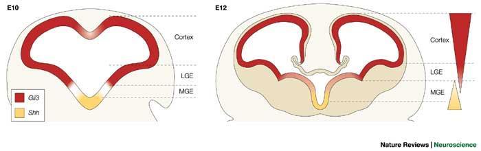 Ανάπτυξη εγκεφάλου: αρχέγονα εγκεφαλικά κυστίδια Στο σημείο επαφής του ημισφαιρίου με το διεγκέφαλο δεν αναπτύσσονται νευροβλάστες οπότε παραμένει λεπτό και με το