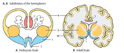 Ανάπτυξη του τελεγκεφάλου: βασικά γάγγλια Από την 5 η εβδομάδα το έδαφος του τελεγκεφαλικού κυστιδίου αναπτύσσεται γρήγορα και