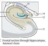 Ανάπτυξη του τελεγκεφάλου: ιππόκαμπος Ακριβώς κάτω