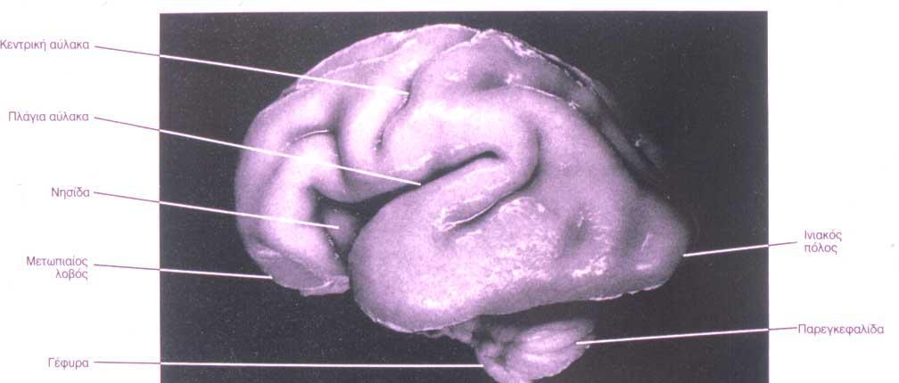Ανάπτυξη του τελεγκεφάλου κατά τον 7 ο μήνα η επιφάνεια του φλοιού είναι λεία κατά τους δυο τελευταίους μήνες της κύησης η