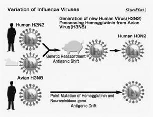 Δημιουργία νέων υποτύπων ιού γρίπης Αντιγονικός νεωτερισμός antigenic shift