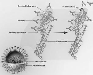 εμφανίστηκε ιός H3N2 και αντικατέστησε πλήρως τον προηγούμενο Αντιγονική ολίσθηση ιού