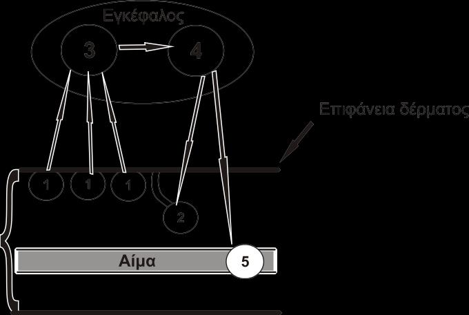 3. Πώς απεικονίζονται οι ποιοτικές και πώς οι ποσοτικές τροφικές σχέσεις μεταξύ των οργανισμών ενός οικοσυστήματος; (μονάδες 6) ΘΕΜΑ Γ Στην εικόνα 2 φαίνεται σχηματικά ο μηχανισμός ρύθμισης της