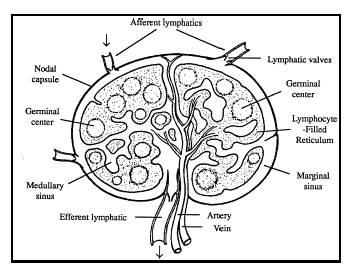 dovodne limfne žile vezivna čahura zametno središte medularni sinus odvodne limfne žile Arterija Vena limfni zalisci zametni centar limfocitima ispunjeno tkivo subkapsularni sinus Slika 12.