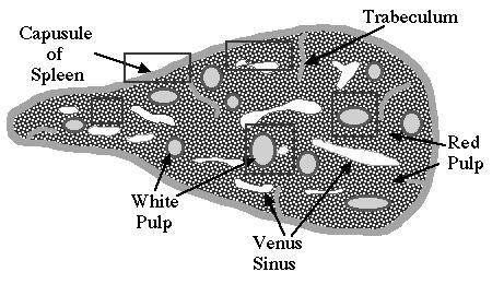 Trabekula (vezivni pretinac) Vezivna čahura Crvena pulpa Bijela pulpa Sinus Slika 13. Građa slezene crtež 3.