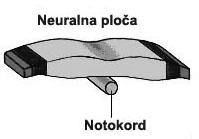 približavaju i nakraju spoje u neuralnu cijev od koje će se razviti živčani sustav