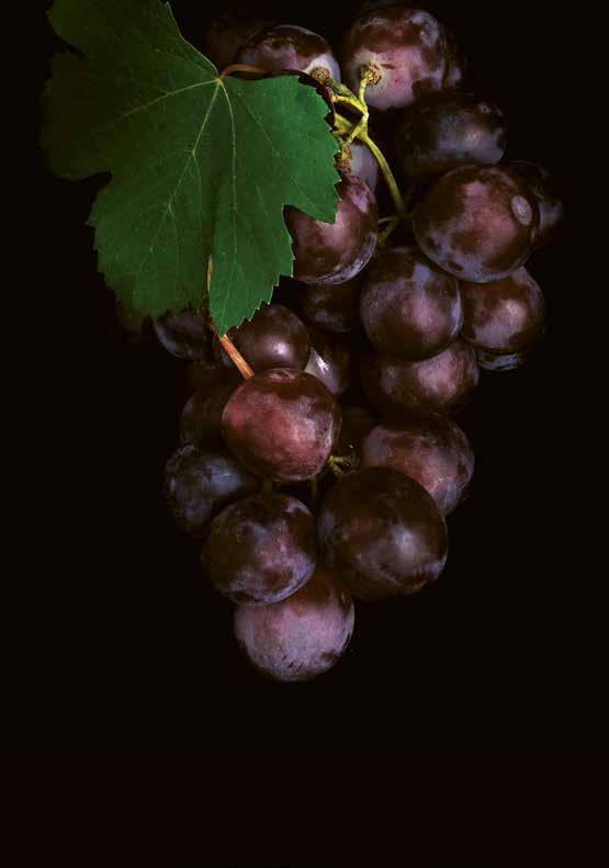 Wine Elixir Anti Wrinkle Treatment 55 min Θεραπεία αντιγήρανσης και σύσφιξης που αξιοποιεί τις ισχυρές αντιοξειδωτικές ιδιότητες του κόκκινου κρασιού.