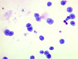 A B Differentiation aintenance E No of colonies si f/f si Δ/Δ Colony B H I I % positive of c-kit High si f/f No of cells (X cells) F si Δ/Δ