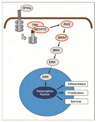 Διαφοροποίηση Μεταγραφικοί παράγοντες Πολλαπλασιασμός Επιβίωση Εικόνα 7: Το μονοπάτι ΜΑΡΚ εξυπηρετεί στη διάδοση σημάτων από τους μεμβρανικούς υποδοχείς-κινάσες τυροσίνης (RTKs) στον πυρήνα μέσω μιας