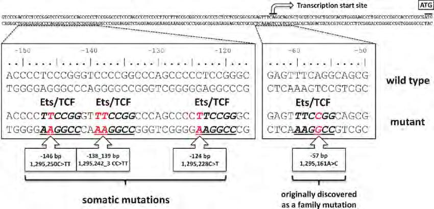 Οι σημειακές μεταλλάξεις στο γονίδιο TERT είναι ένα γενετικό χαρακτηριστικό του καρκίνου. Η μετάλλαξη στον υποκινητή του γονιδίου TERT αναφέρθηκε αρχικά στο ανθρώπινο μελάνωμα (Huang et al., 2013).