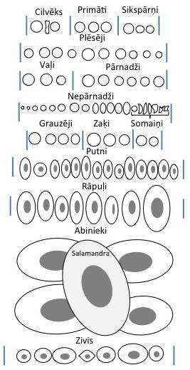 1.uzdevums 1. Izpēti attēlu, kurā parādīti dažādu dzīvu organismu eritrocīti.