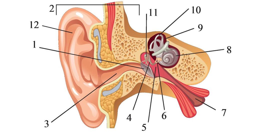 5.uzdevums 1. Viena no cilvēka maņu orgānu sistēmas daļām ir auss. Auss ir pāra orgāns, kas darbojas kā dzirdes un līdzsvara nodrošinātājs, uztverot skaņas un ķermeņa stāvokļa izmaiņas.