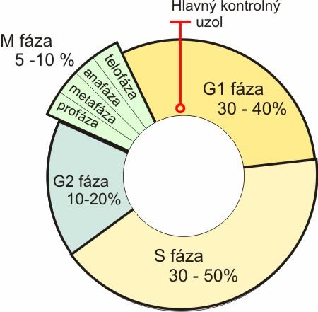 Bunka Zapamätajte si: Každá bunka bez ohľadu na pôvod, veľkosť, tvar alebo funkciu je zložená z týchto základných častí: 1. bunkové povrchy (bunková stena, cytoplazmatická membrána), 2. cytoplazma, 3.