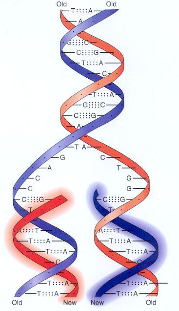 Bunka Obr. 25. Zdvojenie (replikácia) DNA Obr. 26.