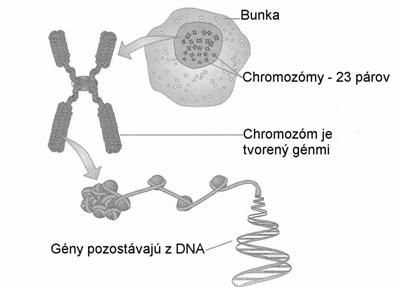 Stav kondenzácie chromozómov sa počas bunkového cyklu mení. Každý chromozóm tvorí komplex DNA + bielkovina, ktorá sa nazýva chromatín.