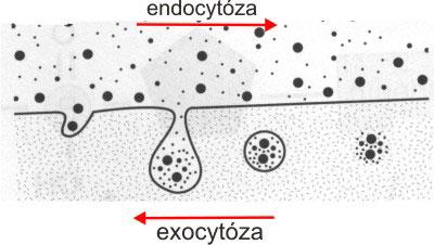 Bunka Prenášačmi môžu byť napr. bielkoviny nachádzajúce sa v štruktúre biomembrány.