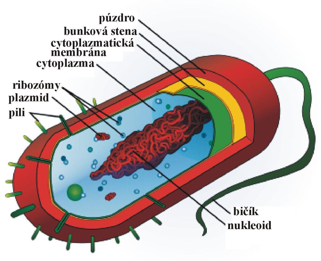 Prvojadrové organizmy 3 PRVOJADROVÉ ORGANIZMY 3.1 BAKTÉRIE (BACTERIA) Baktérie sú jednobunkové prokaryotické organizmy mikroskopických rozmerov od 1 do 10 µm (u spirochét až 500 µm).