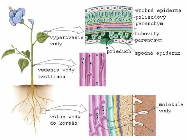 Rastliny Spôsoby výživy rastlín sú: Autotrofný Heterotrofný Mixotrofia rastlina tvorí organické látky z anorganických zlúčenín rastlina závisí od prísunu organických látok z prostredia zmiešaný