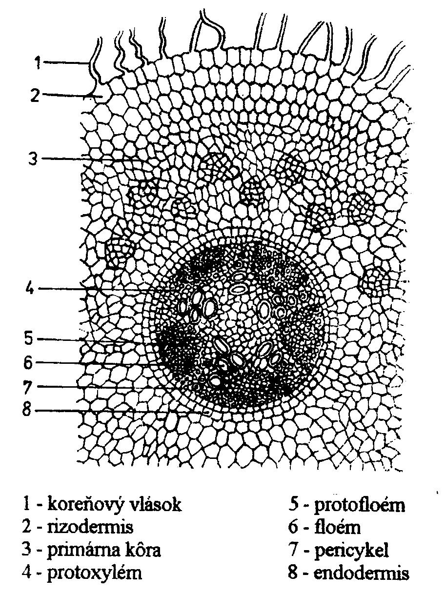 Rastliny Koreň je na povrchu pokrytý jednovrstvovou pokožkou rizodermou, ktorá nemá kutikulu a ani prieduchy. Pod pokožkou je vrstva primárnej kôry, ktorá je tvorená základným pletivom.