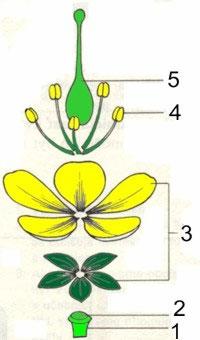 Na povrchu listu sa nachádza vrchná pokožka (epiderma) s kutikulou, pod ktorou je palisádový parenchým s veľmi vysokým obsahom chlorofylu.