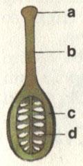 Stavba tyčinky (stamen) Piestik (pistillum) je samičí reprodukčný orgán, ktorý môže byť vytvorený z jedného alebo viacerých plodolistov. Skladá sa zo semenníka, čnelky a blizny.