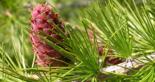 Smrek obyčajný Jedľa biela (Abies alba) je domácim druhom. Dožíva sa až 500 rokov. Má tupé ihlice s dvoma bielymi pásikmi na spodnej strane. Šišky rastú vzpriamene a rozpadajú sa už na strome.