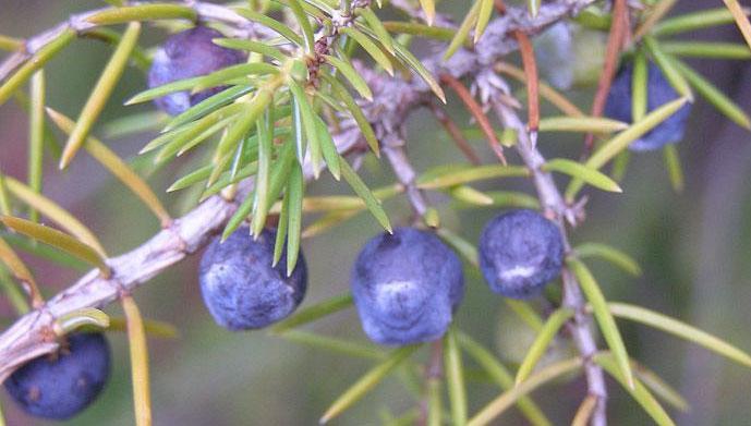 Okrem borovice limbovej, ktorej vyrastá vo zväzočkoch päť ihlíc, ostatné uvedené druhy majú v zväzočku dve ihlice. Tis obyčajný (Taxus baccata) je krovitá alebo stromovitá drevina.