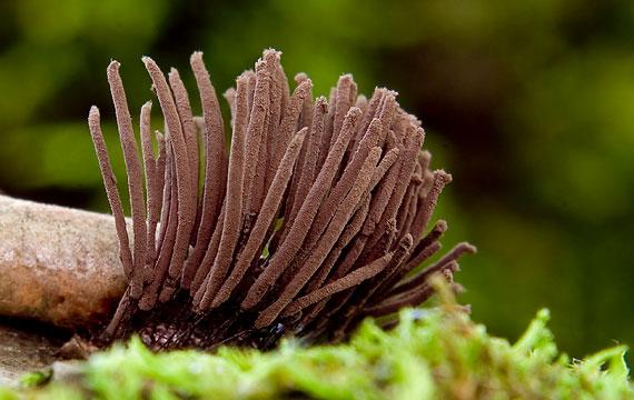 Huby 5 HUBY (FUNGI) Huby sú veľmi starou a bohatou skupinou organizmov. Ich počet sa odhaduje na 200 000 až pol milióna.