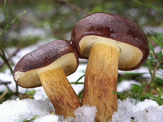 Produkujú prudko jedovaté látky mykotoxíny. Plesňové jedy na rozdiel od bakteriálnych nepôsobia okamžite, ale pomaly spôsobujú dlhotrvajúce chronické ochorenia.