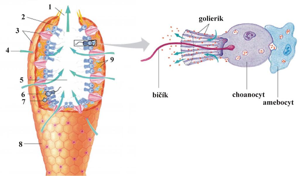 2 PŔHLIVCE (CNIDARIA) Pŕhlivce sú vodné, prevažne morské živočíchy, ktorých hlavnými znakmi sú lúčovito súmerné telo a pŕhlivé bunky (knidoblasty) na ramenách.