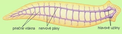 Živočíchy la majú jednovrstvový riasinkový epitel, ktorý produkuje sliz. U parazitov je vyvinutá aj kutikula, ktorá chráni telo pred účinkami tráviacich látok v tele hostiteľa.