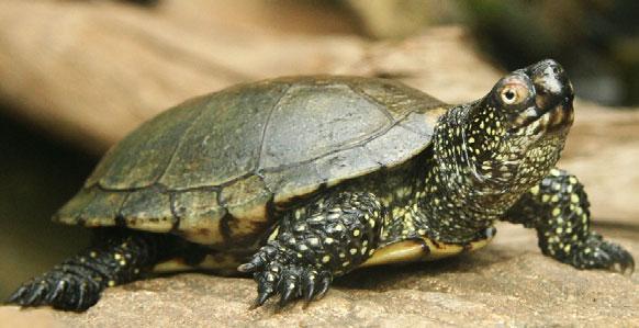 Živočíchy Korytnačky sú typické svojím kosteným pancierom. Horná, chrbtová časť panciera sa volá karapax, brušná časť je plastrón. Obidve časti sú po bokoch zrastené.