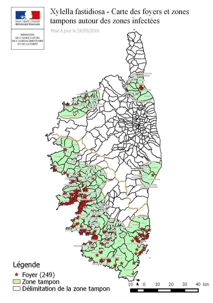 Εικόνα 10:Απεικόνιση των εστιών μόλυνσης (με κόκκινο) και της ουδέτερης ζώνης στην Κορσική (POnTEProject, 2016) Ισπανία Βαλεαρίδες νήσοι Στις 10 Νοεμβρίου 2016, η κυβέρνηση των Βαλεαρίδων νήσων
