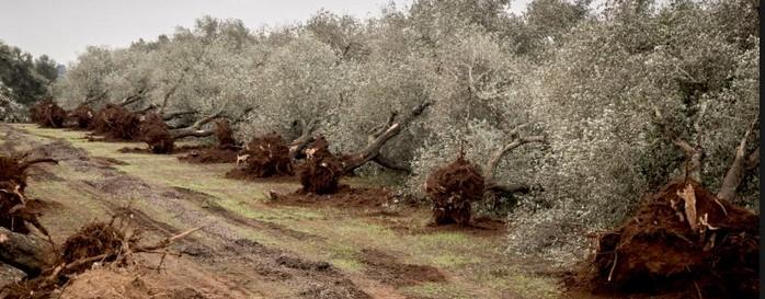 Εικόνα 23: Κοπή μολυσμένων ελαιόδεντρων στην Ν. Ιταλία 4.7 Μέτρα εξάλειψης του παθογόνου στις περιοχές της ΕΕ Για κάθε εστία του βακτηρίου X.