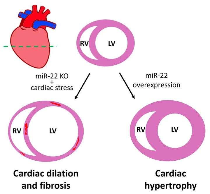 Πρότυπο έκφρασης του mirna-22 σε απόκριση καρδιακής προσβολής Σε απομονωμένα καρδιομυοκύτταρα νεογέννητου πειραματικού μοντέλου αρουραίου, η έκφραση του mir-22 αυξάνεται ελαφρά όταν τα κύτταρα