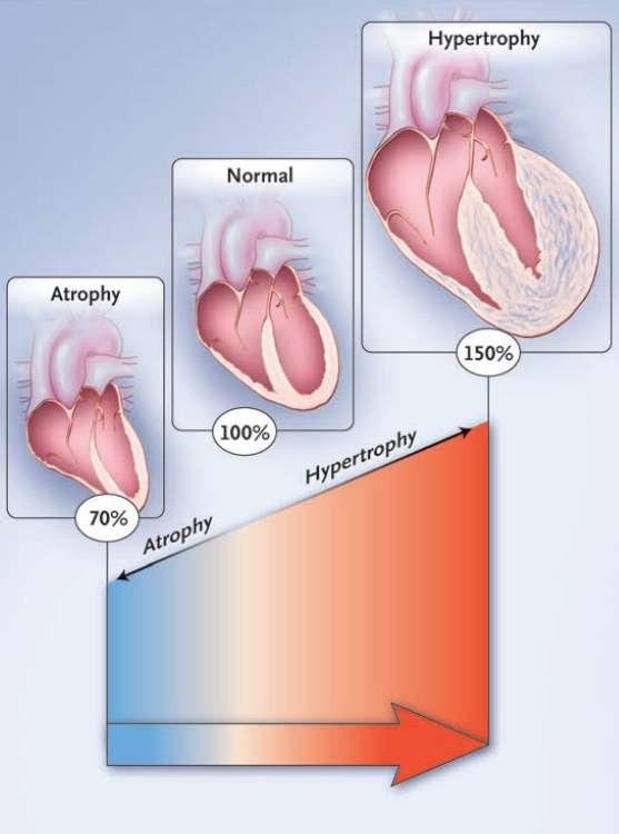 ΔΥΝΑΤΟΤΗΤΕΣ ΤΟΥ ΚΑΡΔΙΑΚΟΥ ΜΥΟΣ ΩΣ ΠΡΟΣ ΤΟ ΒΑΘΜΟ ΥΠΕΡΤΡΟΦΙΑΣ ΚΑΙ ΑΤΡΟΦΙΑΣ Η καρδιά μπορεί να προσαρμοστεί έχοντας δυνατότητα εύρους μεταβολής από 70 έως 150%, με το δυναμικό εύρος να φθάνει το 100%.