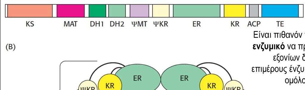 κιτρικό+atp+coa=h2o ακετυλο-coa+adp+pi+οξαλικό Τα λιπαρά οξέα στους ευκαρυωτικούς οργανισμούς συντίθεται