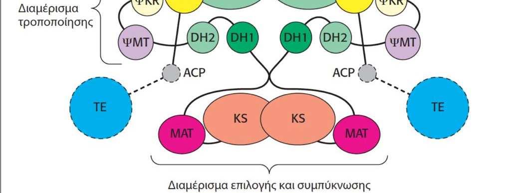 Ο αποτελείται από δύο αλυσίδες καθεμία από τις οποίες έχει όλα τα ένζυμα για τη σύνθεση τους, ωστόσο