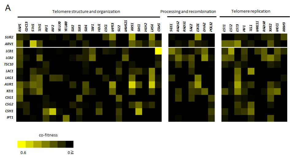 Fig. S2. Co-fitness of genes related to sphingolipid synthesis and telomere homeostasis.