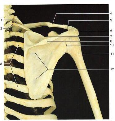 Ανατομία ωμικής ζώνης 1. 1η πλευρά 3. 4η και 7η πλευρά 4. κλείδα 5. ακρωμιοκλειδική άρθρωση 6. ακρώμιο 7. εντομή της ωμοπλάτης 8. ωμοπλατιαία άκανθα 9. κεφαλή βραχιονίου 10.