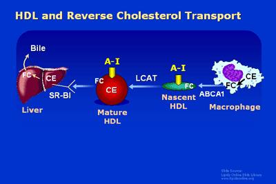 ΜΕΤΑΒΟΛΙΣΜΟΣ HDL Τα Pre β HDL σωματίδια ηλεκτροφορητικά κινούνται στην προ β περιοχή του