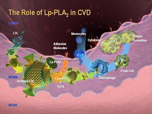 ΛΙΠΟΠΡΩΤΕΙΝΙΚΗ ΦΩΣΦΟΛΙΠΑΣΗ Α2 (Lp PLA2) Πρόσφατα δημιουργήθηκαν εκλεκτικοί αναστολείς της Lp-PLA2 οι οποίοι φαίνεται ότι μειώνουν αποτελεσματικά και με ασφάλεια την ενεργότητα της Lp-PLA2 στο πλάσμα