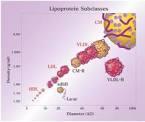 σωματιδίων LDL (υποκλάσματα) LDL Ι LDL ΙΙα LDL ΙΙβ LDL IIIα LDL IIIβ LDL IVa