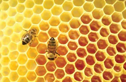 ΥΓΡΕΣ ΥΠΕΡ- ΒΙΤΑΜΙΝΕΣ «Ultra Vita-Bee» Η «Ultra Vita-Bee» (κωδ.