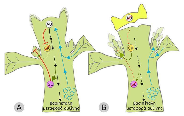 Η κυριαρχία της κορυφής είναι το αποτέλεσμα της αλληλεπίδρασης των αυξινών με τις