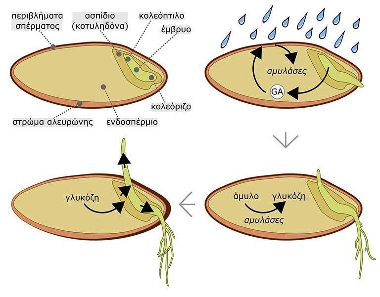 Ο μηχανισμός προώθησης της βλάστησης των σπερμάτων του κριθαριού.